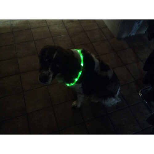 Animate halsband met ledverlichting! – Bild 2