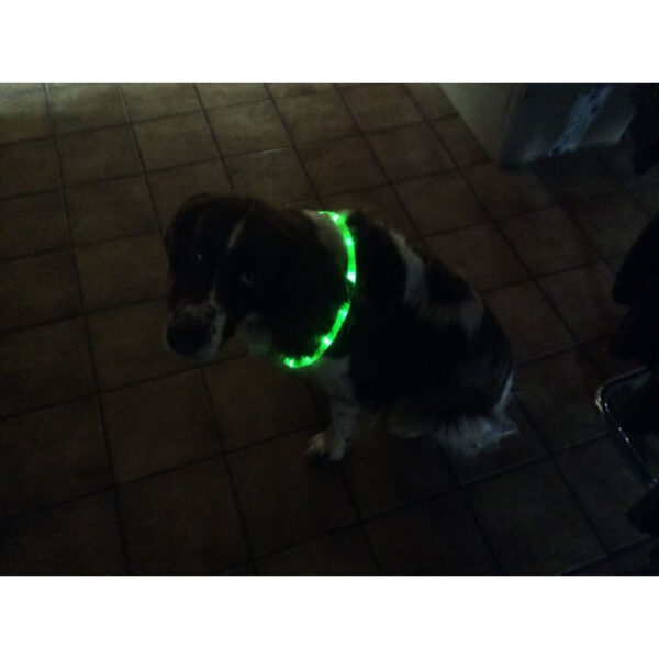 Animate halsband met ledverlichting! – Bild 2